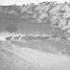 Palo Alto 'Running Herd with Superimposed Sky' © Kingston Museum and Heritage Service, 2010